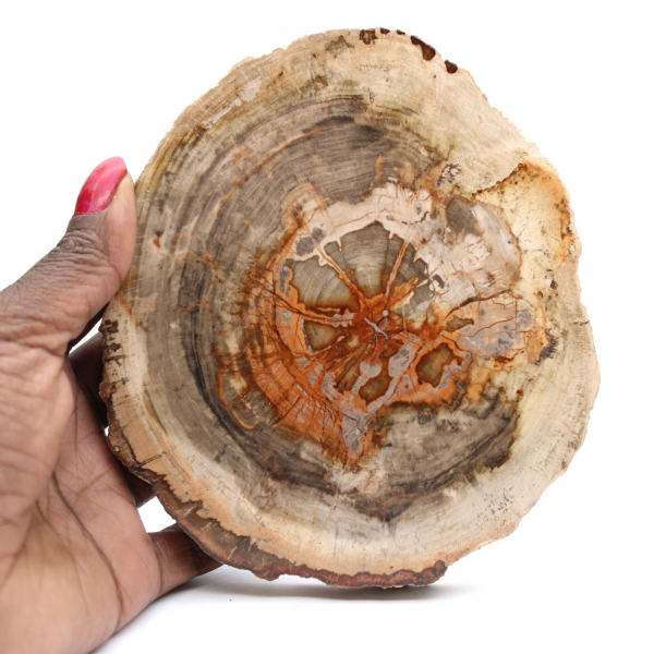 Polerad förstenad träskiva, liten fossilprydnad, Madagaskar Polerad förstenad träskiva, liten fossilprydnad, Madagaskar