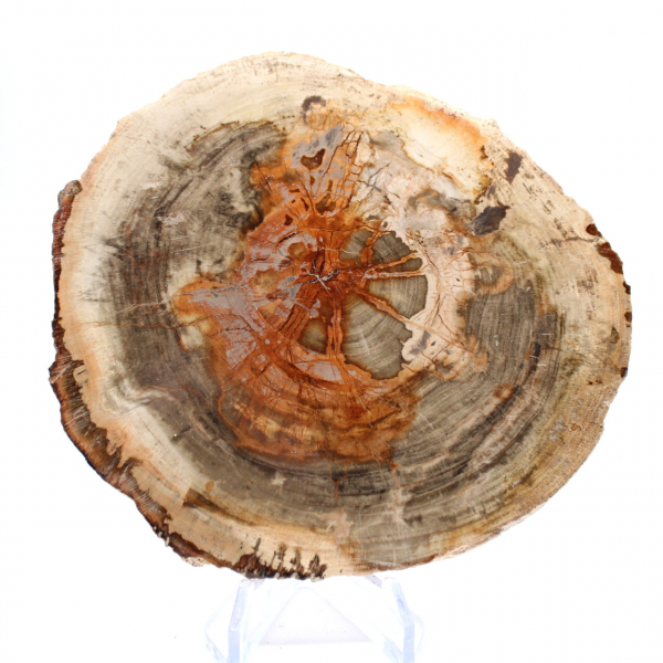 Polerat förstenat trä (skiva), samlarobjekt, Madagaskar Polerat förstenat trä (skiva), samlarobjekt, Madagaskar