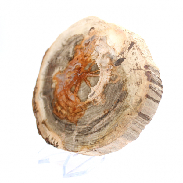 Polerat förstenat trä (skiva), samlarobjekt, Madagaskar Polerat förstenat trä (skiva), samlarobjekt, Madagaskar