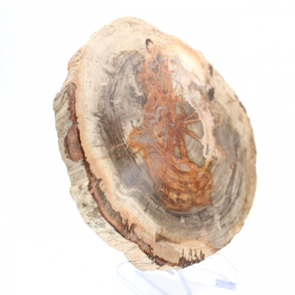 Polerat förstenat trä (skiva), samlarobjekt, Madagaskar Polerat förstenat trä (skiva), samlarobjekt, Madagaskar