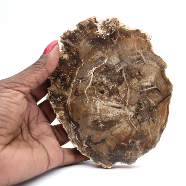 Polerad förstenad träskiva, liten fossilprydnad, Madagaskar Polerad förstenad träskiva, liten fossilprydnad, Madagaskar