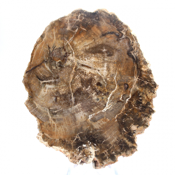 Liten polerad förstenad träprydnad, naturlig fossilskiva, Madagaskar Liten polerad förstenad träprydnad, naturlig fossilskiva, Madagaskar