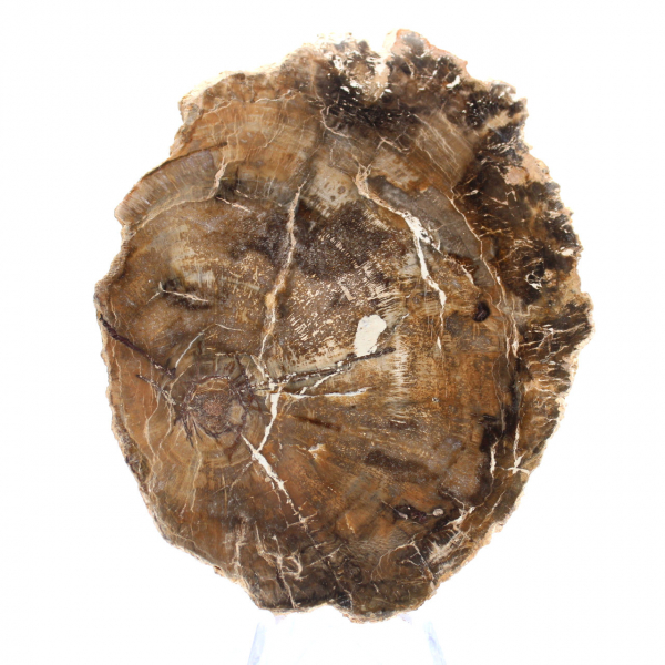 Liten polerad förstenad träprydnad, naturlig fossilskiva, Madagaskar Liten polerad förstenad träprydnad, naturlig fossilskiva, Madagaskar