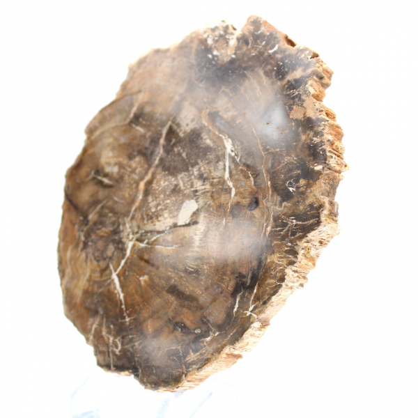 Liten polerad förstenad träprydnad, naturlig fossilskiva, Madagaskar Liten polerad förstenad träprydnad, naturlig fossilskiva, Madagaskar