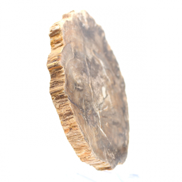 Liten polerad förstenad träprydnad, naturlig fossilskiva, Madagaskar Liten polerad förstenad träprydnad, naturlig fossilskiva, Madagaskar