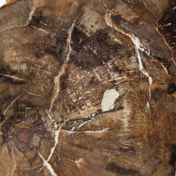Liten polerad förstenad träprydnad, naturlig fossilskiva, Madagaskar Liten polerad förstenad träprydnad, naturlig fossilskiva, Madagaskar