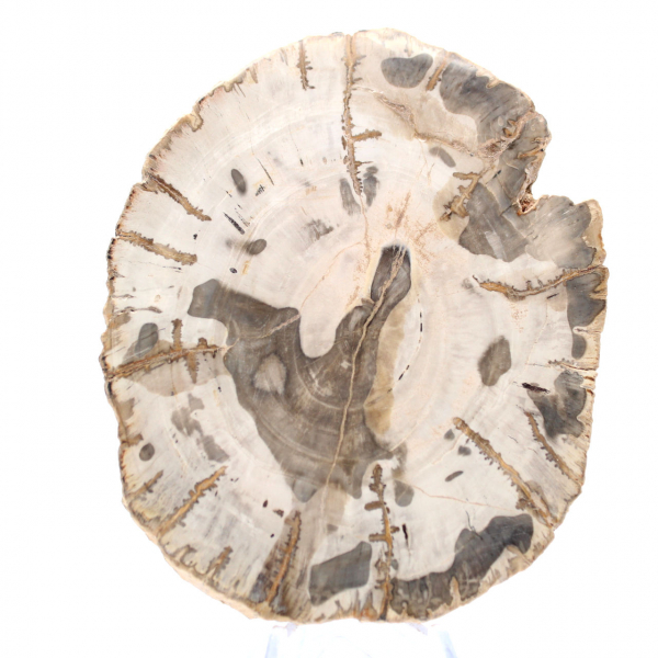 Polerad förstenad träskiva, fossilt trädexemplar, Madagaskar Polerad förstenad träskiva, fossilt trädexemplar, Madagaskar