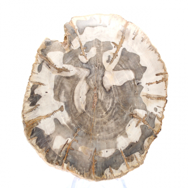 Polerad förstenad träskiva, fossilt trädexemplar, Madagaskar Polerad förstenad träskiva, fossilt trädexemplar, Madagaskar