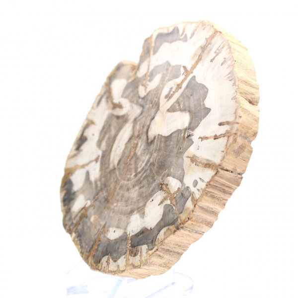 Polerad förstenad träskiva, fossilt trädexemplar, Madagaskar Polerad förstenad träskiva, fossilt trädexemplar, Madagaskar