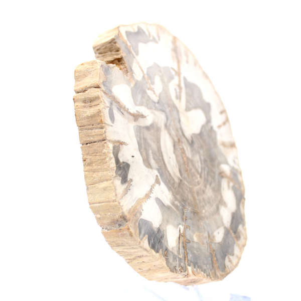 Polerad förstenad träskiva, fossilt trädexemplar, Madagaskar Polerad förstenad träskiva, fossilt trädexemplar, Madagaskar