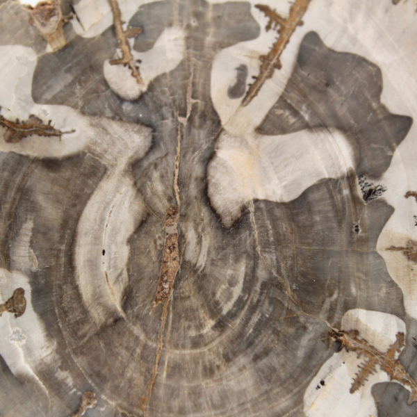 Polerad förstenad träskiva, fossilt trädexemplar, Madagaskar Polerad förstenad träskiva, fossilt trädexemplar, Madagaskar