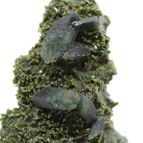 Imilchilepidot på klar matrix