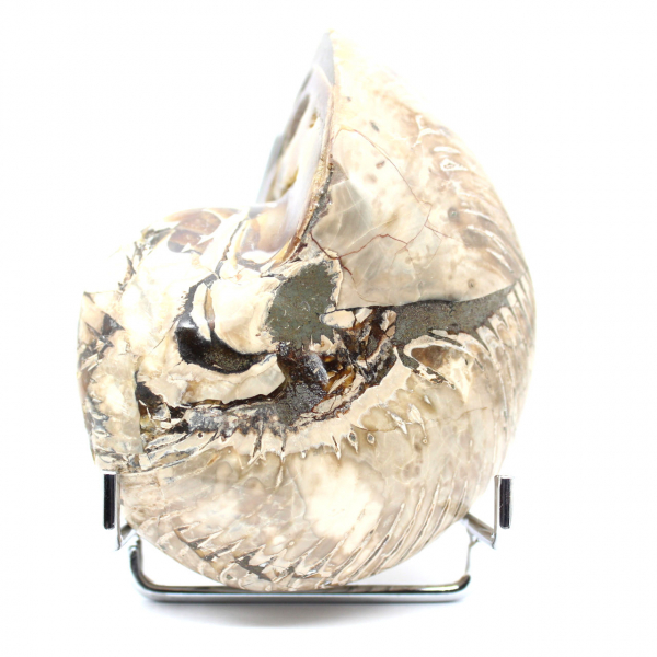 Polerad samlar-ammonit från Madagaskar - Autentiskt dekorativt exemplar