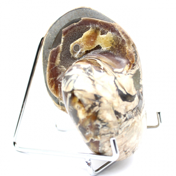 Polerad samlar-ammonit från Madagaskar - Autentiskt dekorativt exemplar