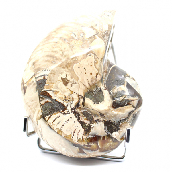 Polerad samlar-ammonit från Madagaskar - Autentiskt dekorativt exemplar