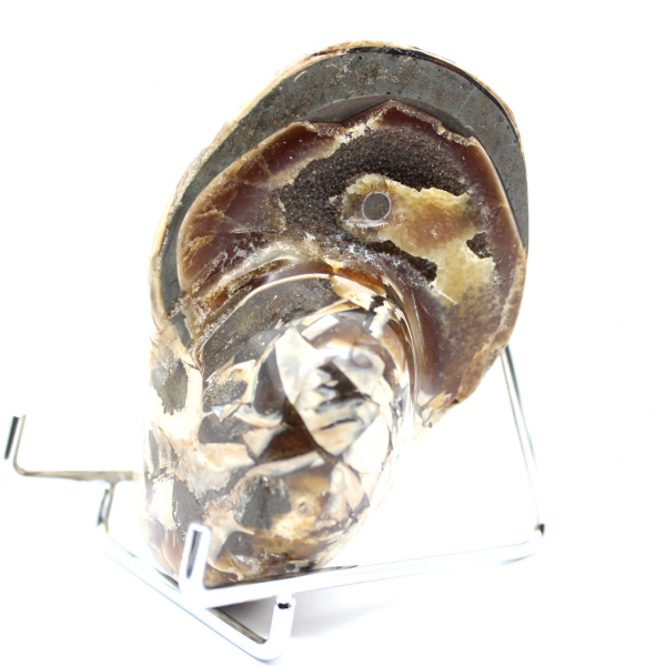 Polerad samlar-ammonit från Madagaskar - Autentiskt dekorativt exemplar