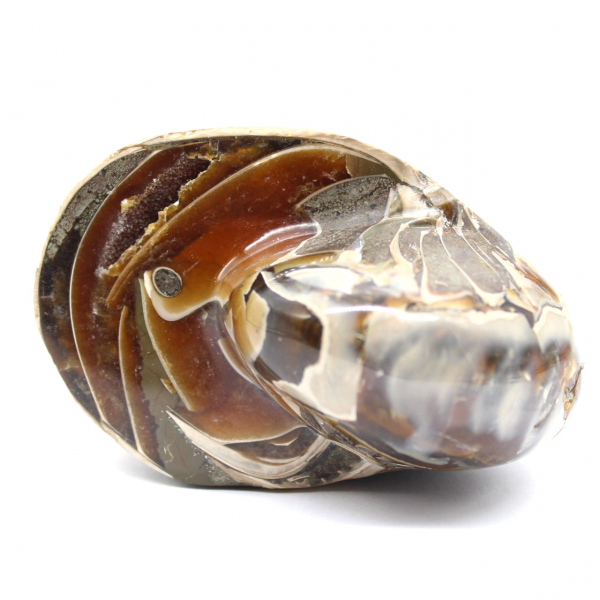 Polerad fossil ammonit från Madagaskar - Dekoration och geologisk vetenskap