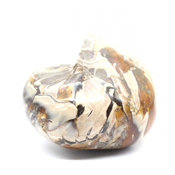 Polerad fossil ammonit från Madagaskar - Dekoration och geologisk vetenskap