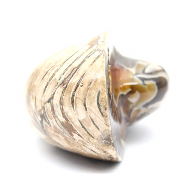 Polerad fossil ammonit från Madagaskar - Dekoration och geologisk vetenskap