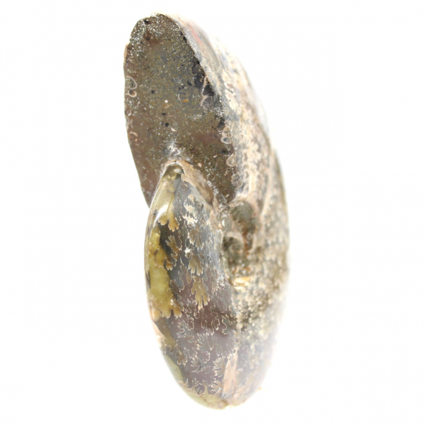 Polerad fossil ammonit från Madagaskar - Smalt och smalt exemplar