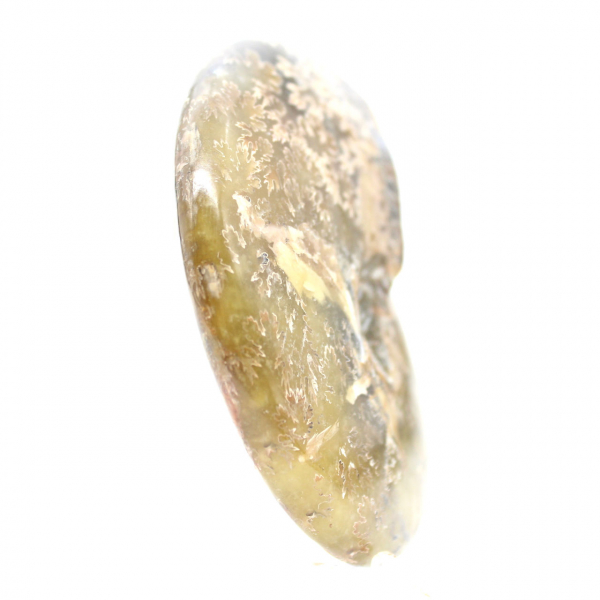 Polerad fossil ammonit från Madagaskar - Smalt och smalt exemplar