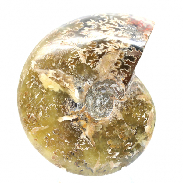 Polerad fossil ammonit från Madagaskar - Smalt och smalt exemplar