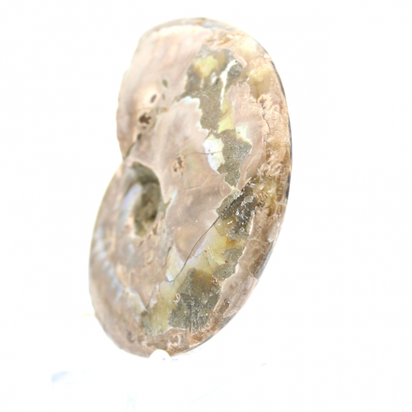 Polerad fossil ammonit - Dekoration och paleontologisk vetenskap