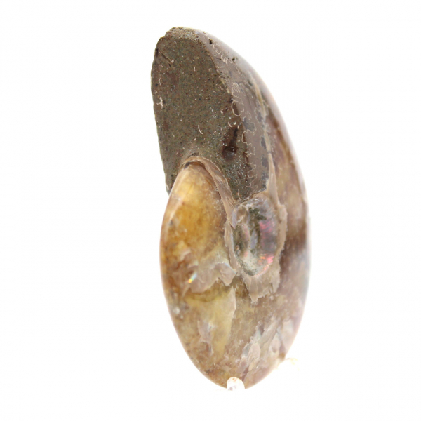 Polerad ammonit - fossil från Madagaskar för samling och dekoration (60 g)