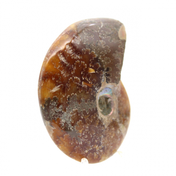 Polerad ammonit - fossil från Madagaskar för samling och dekoration (60 g)