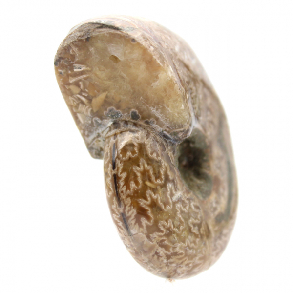 Polerad ammonit för samlare - Fossilskatt från Madagaskar (100 g)