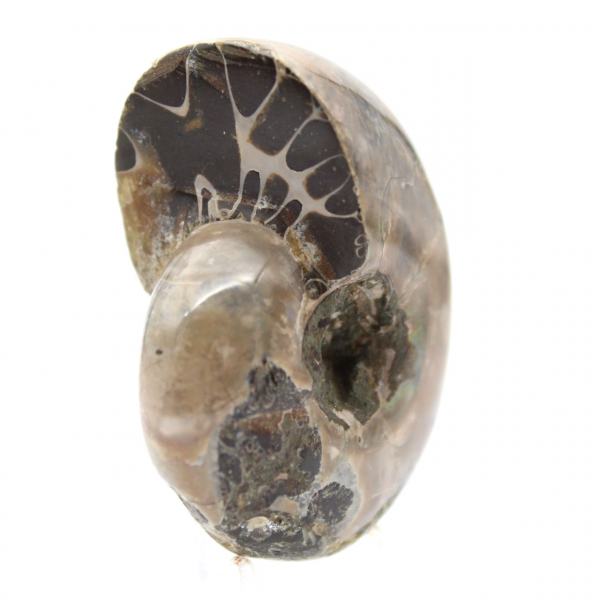 Polerad ammonit - Litet samlarexemplar från Madagaskar (80 g)