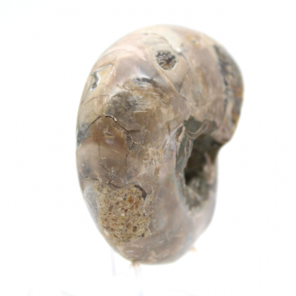 Polerad ammonit - Litet samlarexemplar från Madagaskar (80 g)