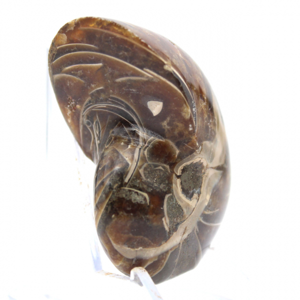 Polerad ammonit - Smalt samlingsexemplar från Madagaskar (120 g)