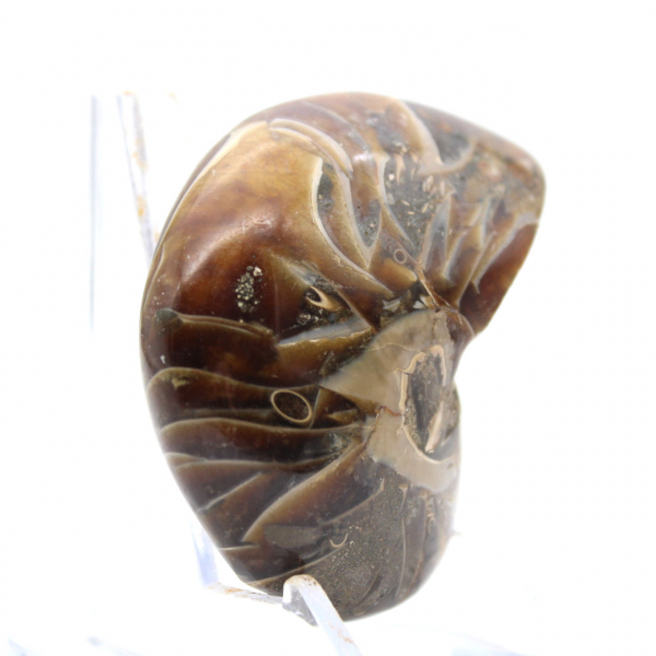 Polerad ammonit - Smalt samlingsexemplar från Madagaskar (120 g)