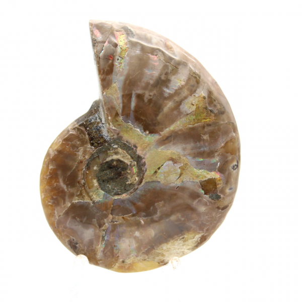 Polerad fossil ammonit från Madagaskar - Samlarminiatyr (45 g)