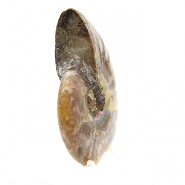 Polerad fossil ammonit från Madagaskar - Samlarminiatyr (45 g)