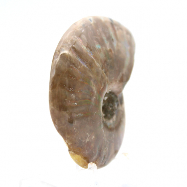 Polerad fossil ammonit från Madagaskar - Samlarminiatyr (45 g)