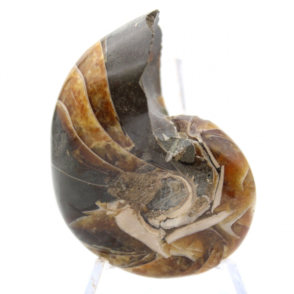 Polerad ammonit från Madagaskar - Kompakt exemplar för samlare