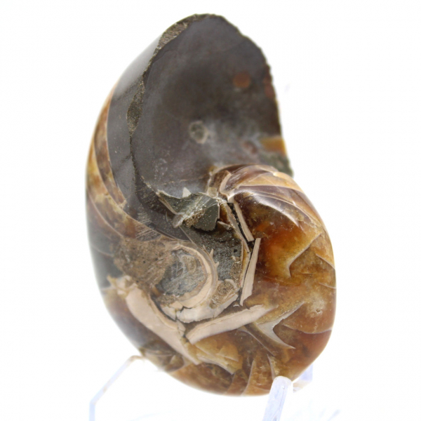 Polerad ammonit från Madagaskar - Kompakt exemplar för samlare