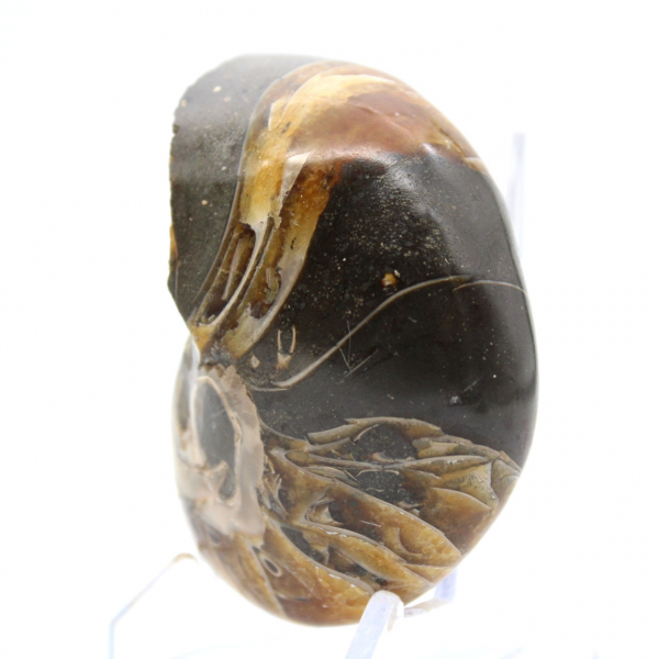 Polerad ammonit från Madagaskar - Kompakt exemplar för samlare