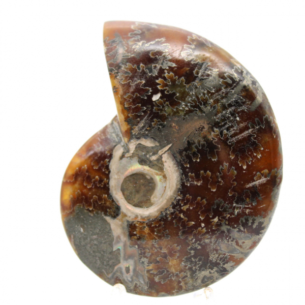 Polerad ammonitfossil - Naturligt dekorativt föremål (70 g)