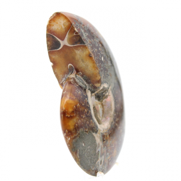 Polerad ammonitfossil - Naturligt dekorativt föremål (70 g)