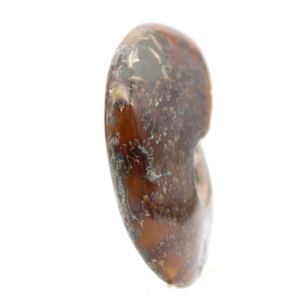 Polerad ammonitfossil - Naturligt dekorativt föremål (70 g)