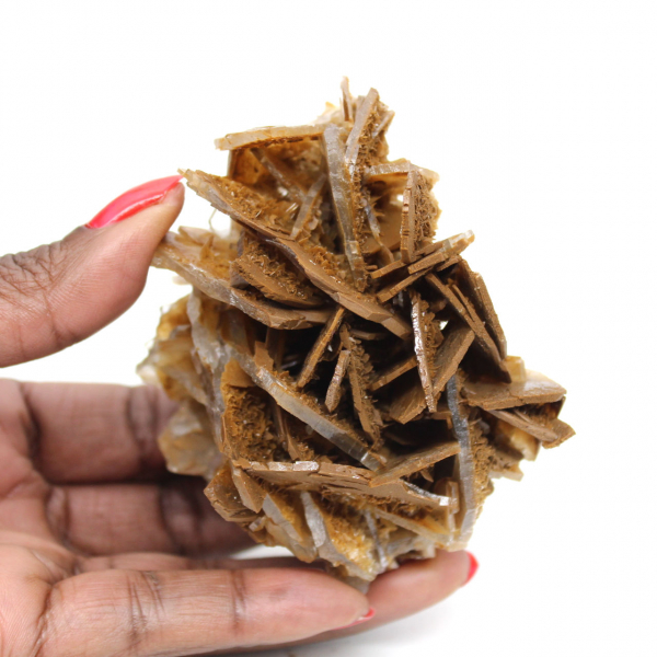 Liten marockansk brun baryta