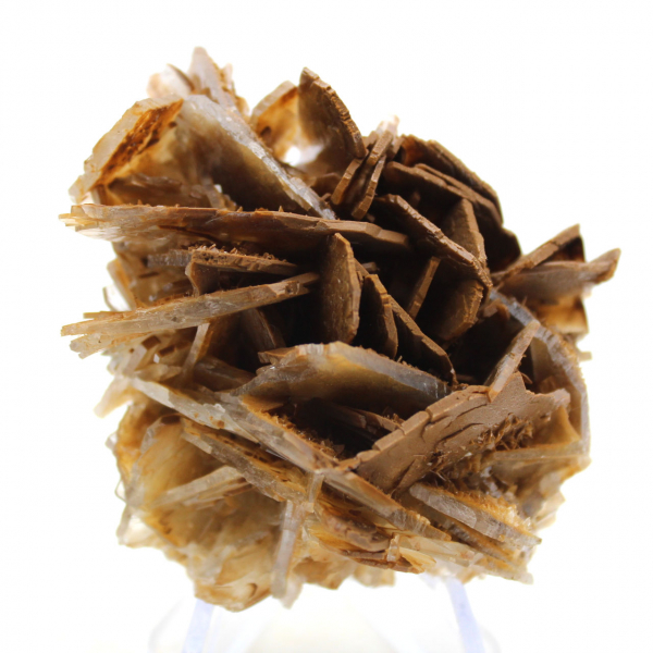 Liten marockansk brun baryta