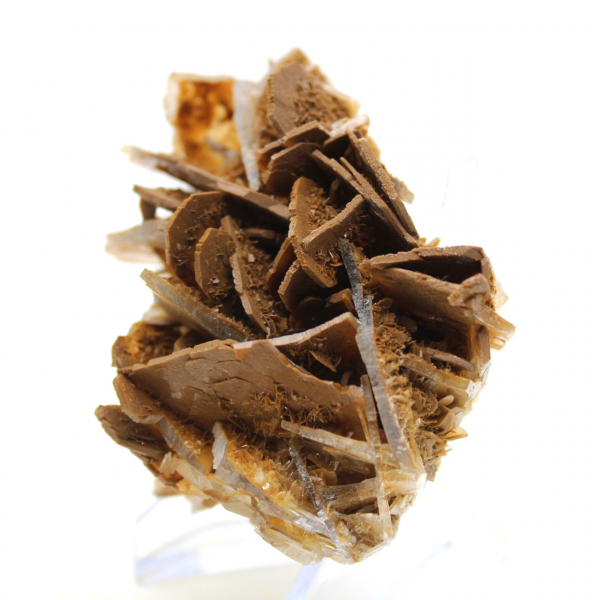 Liten marockansk brun baryta