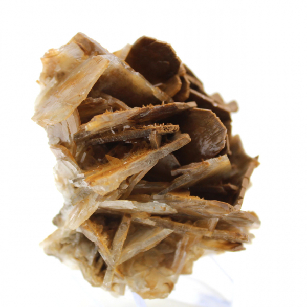 Liten marockansk brun baryta