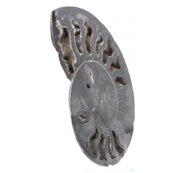 Ammonitfossil naturlig dekoration – unikt exemplar