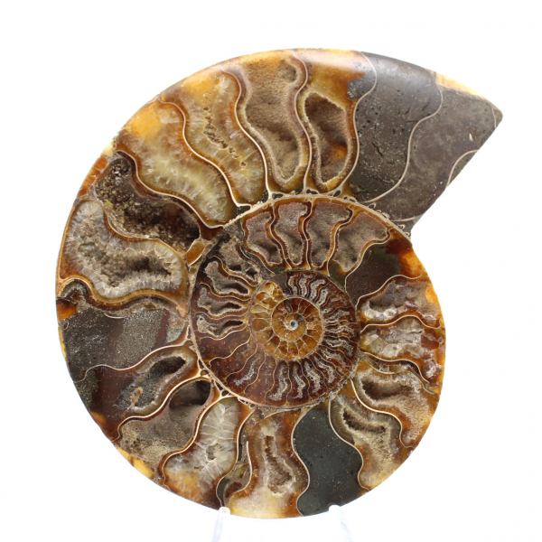 Stor polerad spiral fossil ammonit – Historisk dekor