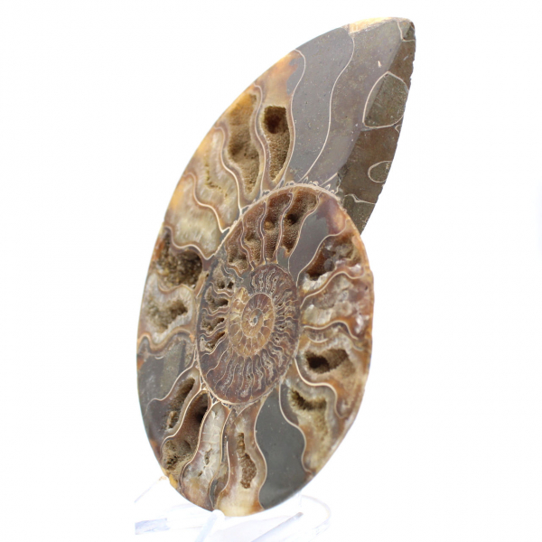 Stor polerad spiral fossil ammonit – Historisk dekor